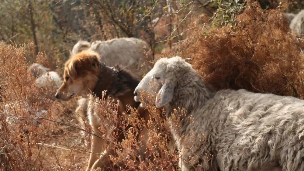 Himalayan sheep whose wool is used for making woolen shawls woolen stole and woolen scarf