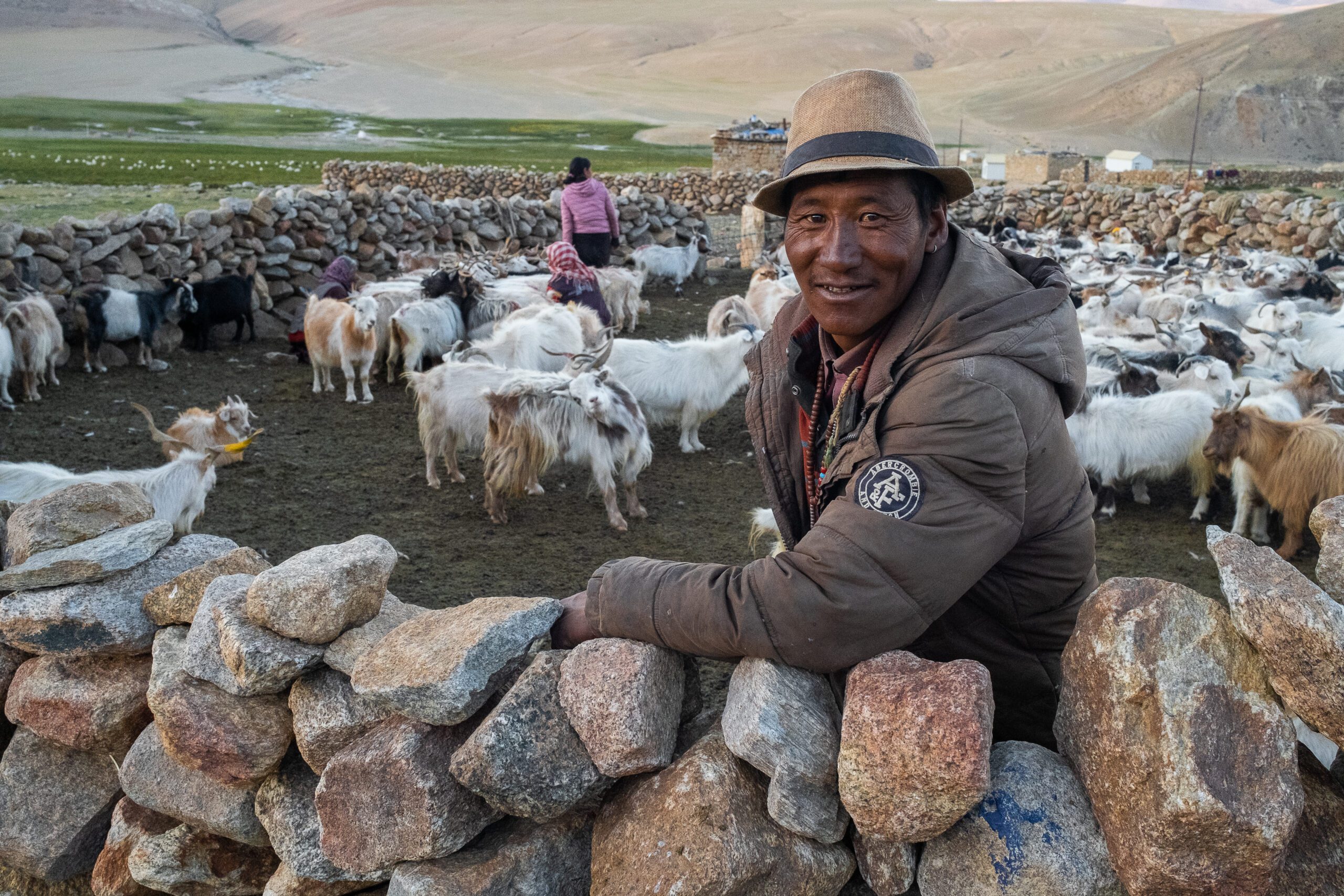 Pashmina goats in ladakh