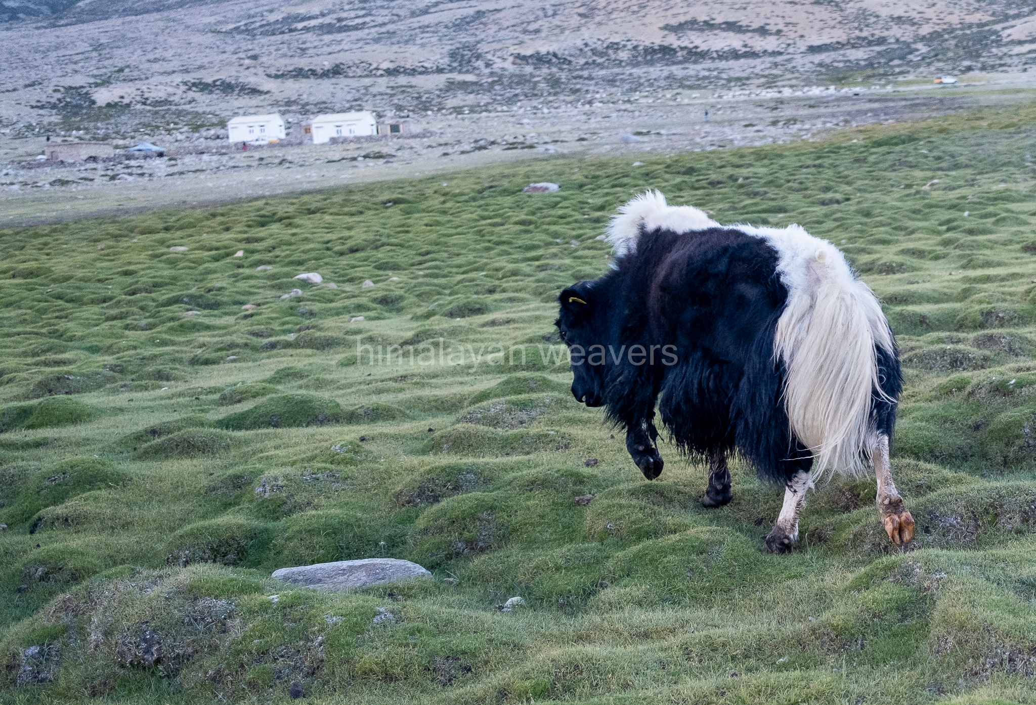 Changthang Yak which produces very soft wool ideal for making shawl and scarf