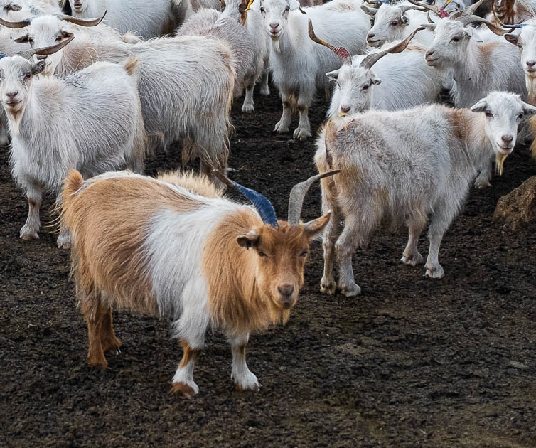 pashmina goats