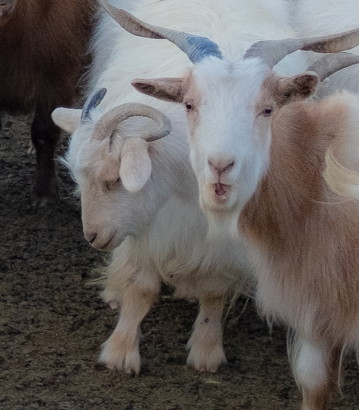 Pashmina goats in Ladakh