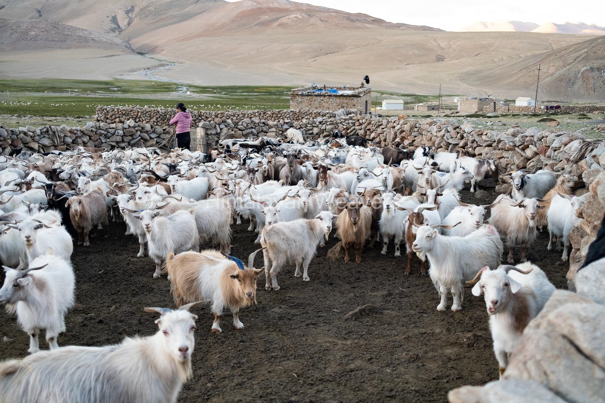 pashmina goats in ladakh