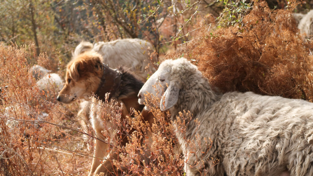 Himalayan Wool 1 Himalayan Wool produced by local breeds of sheep is coarse and not suitable for making shawls.
