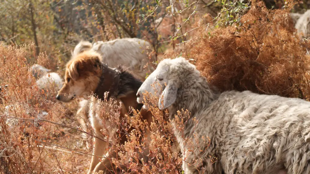 Himalayan Wool produced by local breeds of sheep is coarse and not suitable for making shawls.