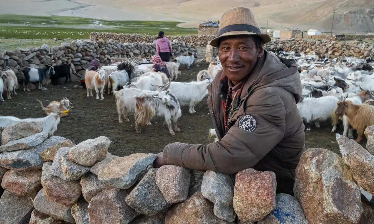 These pashmina goats in Korzok village produce the best pashmina for shawls in India