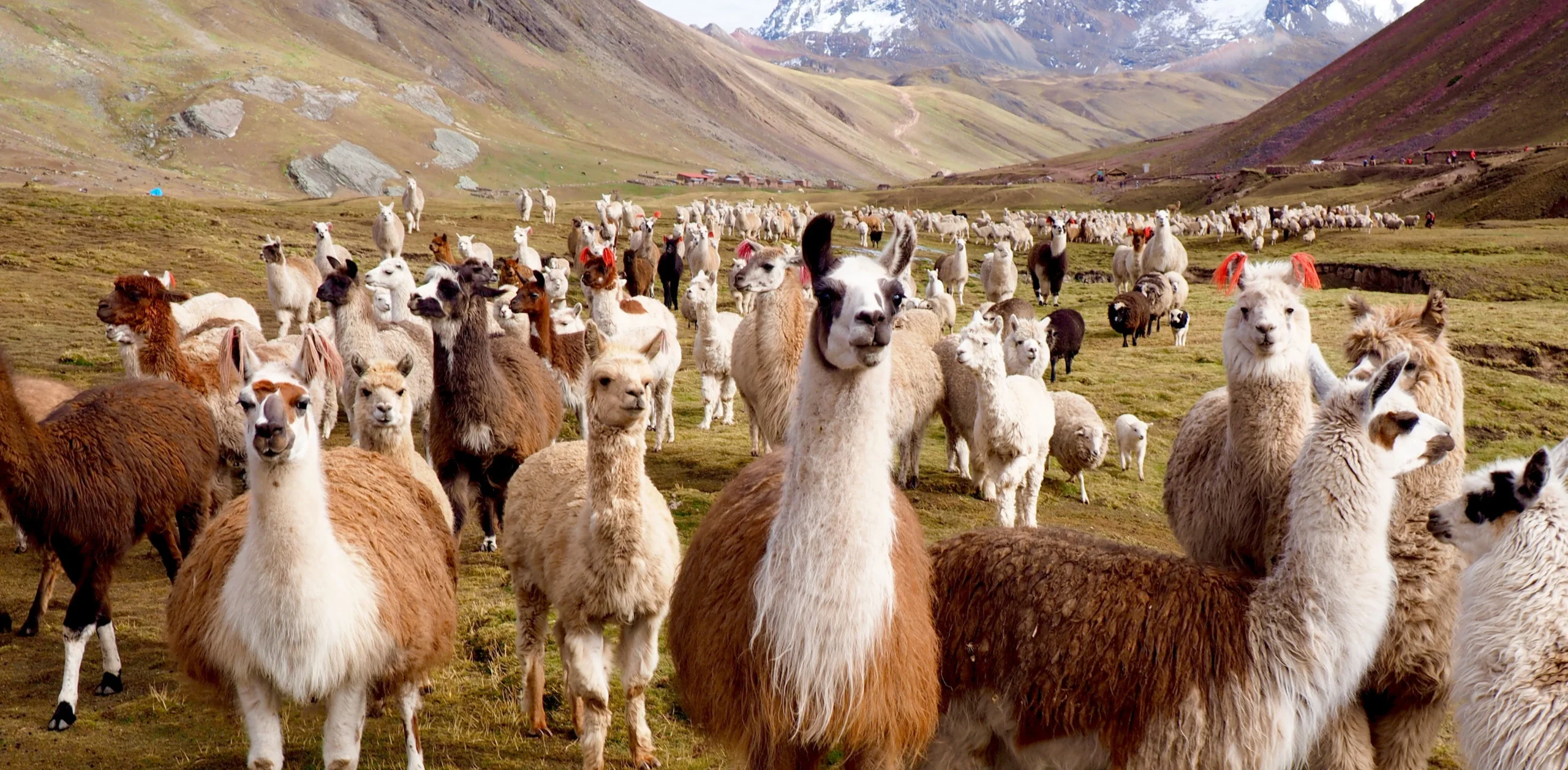 Himalayan Weavers make handwoven shawl and stole from alpaca wool.